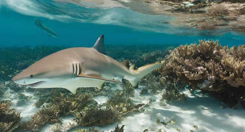 human_impact_shark_habitat_destruction