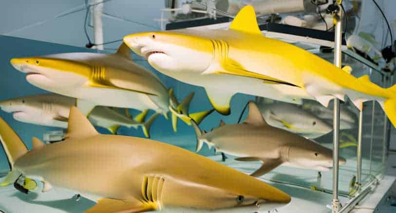 laboratory-sharks-what-captive-lemon-sharks-teach-us 2