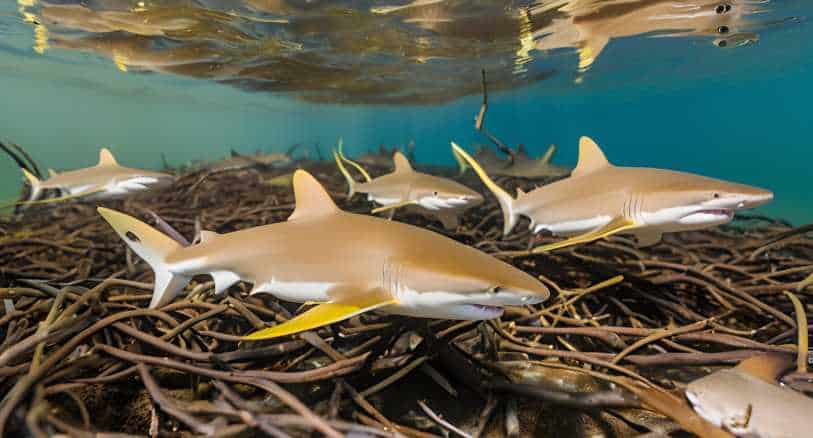laboratory-sharks-what-captive-lemon-sharks-teach-us 4