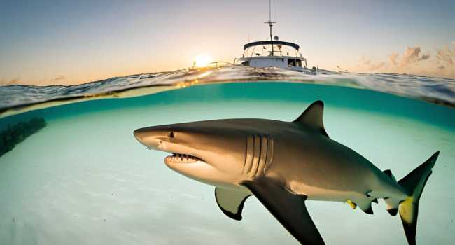 lemon-shark-photography-best-practices 3