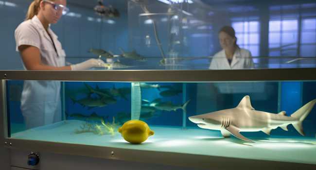 lemon-shark-research-why-theyre-perfect-test-subjects 4