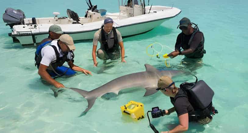 marine_sanctuary_shark_protection_research