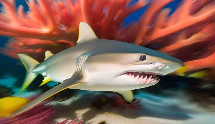 LemonSharkCoralReef