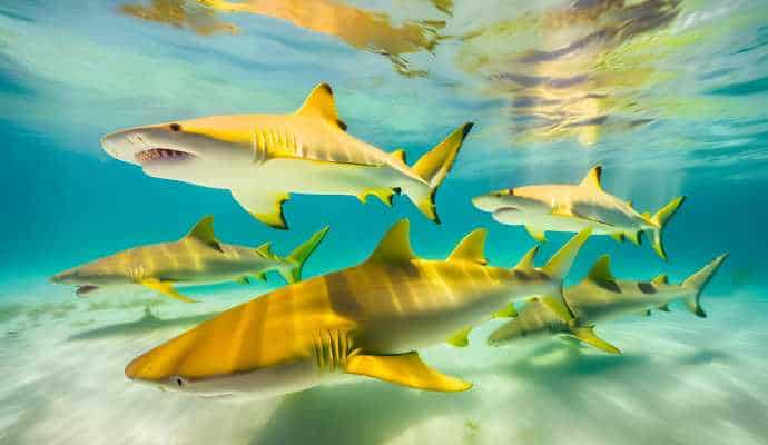 LemonSharksBiminiLagoon