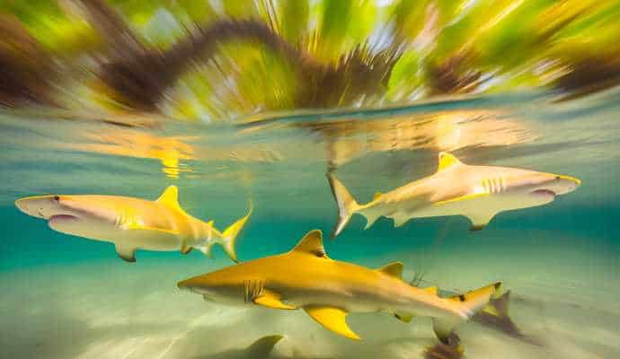 LemonSharksMangroveBimini