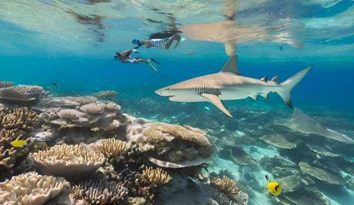 marine_tourism_shark_sanctuary_protection