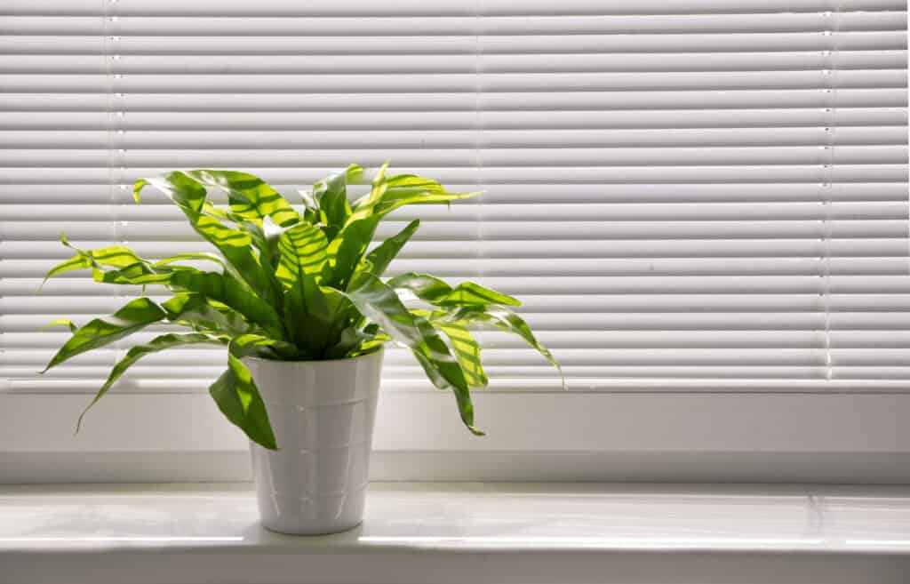 A potted plant with green leaves sits on the windowsill, basking in sunlight streaming through closed white blinds. The serene scene is a reminder of nature's cooling services, offering a refreshing touch to any room.