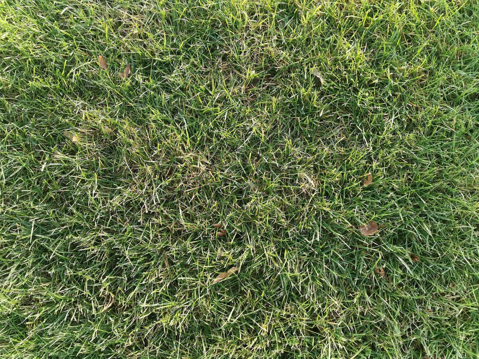 photo-terrain-herbe