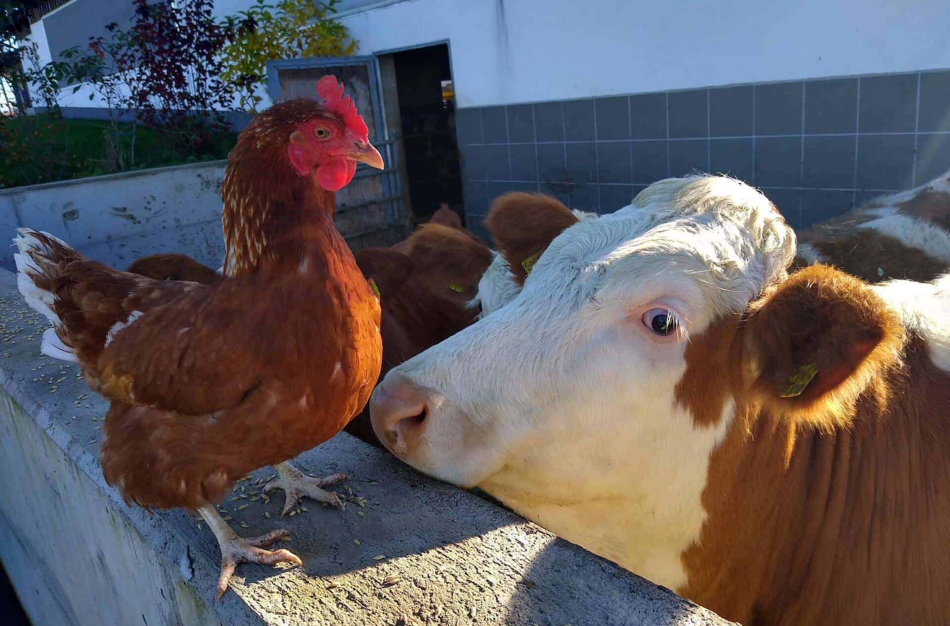 Henne und Rind am Biohof