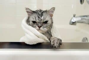 A wet cat wrapped in a white towel sits in a Minneapolis bathtub, its paw resting on the tub edge and an unhappy expression on its face—looks like someone might need Plumbing Services!.