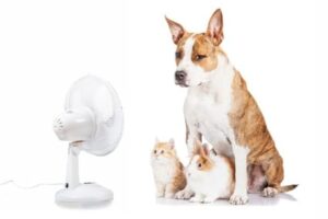 A brown and white dog sits next to two kittens in front of a white oscillating fan, enjoying cool air that rivals St. Paul air conditioning, all set against a crisp white background.