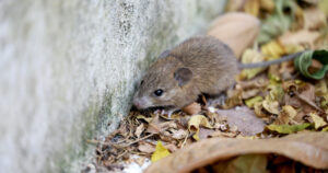 hantavirus-positive rodent