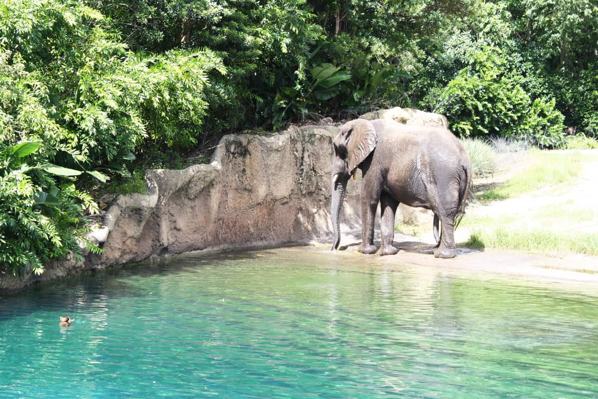 Elephant at Animal Kingdom