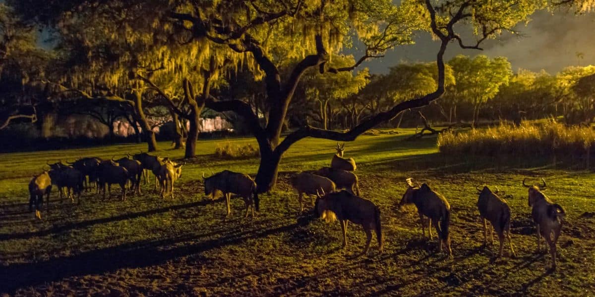 A herd of wildebeests graze under the shade of large, leafy trees at dusk. The dim light casts long shadows on the grass, and draped moss hangs from the tree branches, creating a serene and atmospheric scene.
