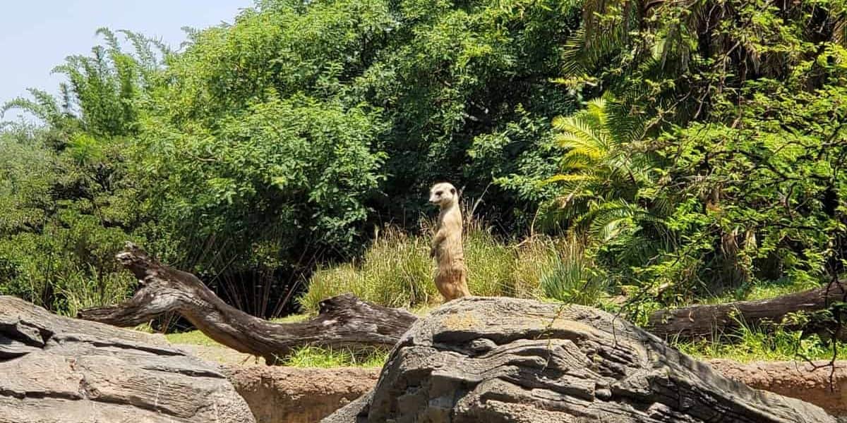 A meerkat stands on alert on a grassy mound, surrounded by lush greenery and fallen logs on a sunny day. The scene conveys a sense of vigilance and natural beauty.