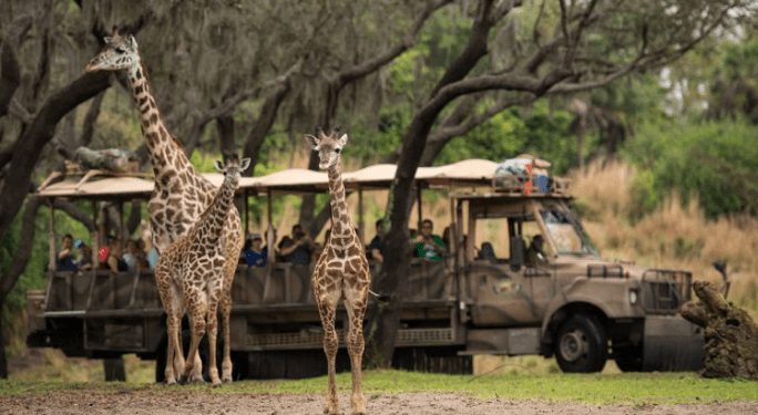 disney-safari