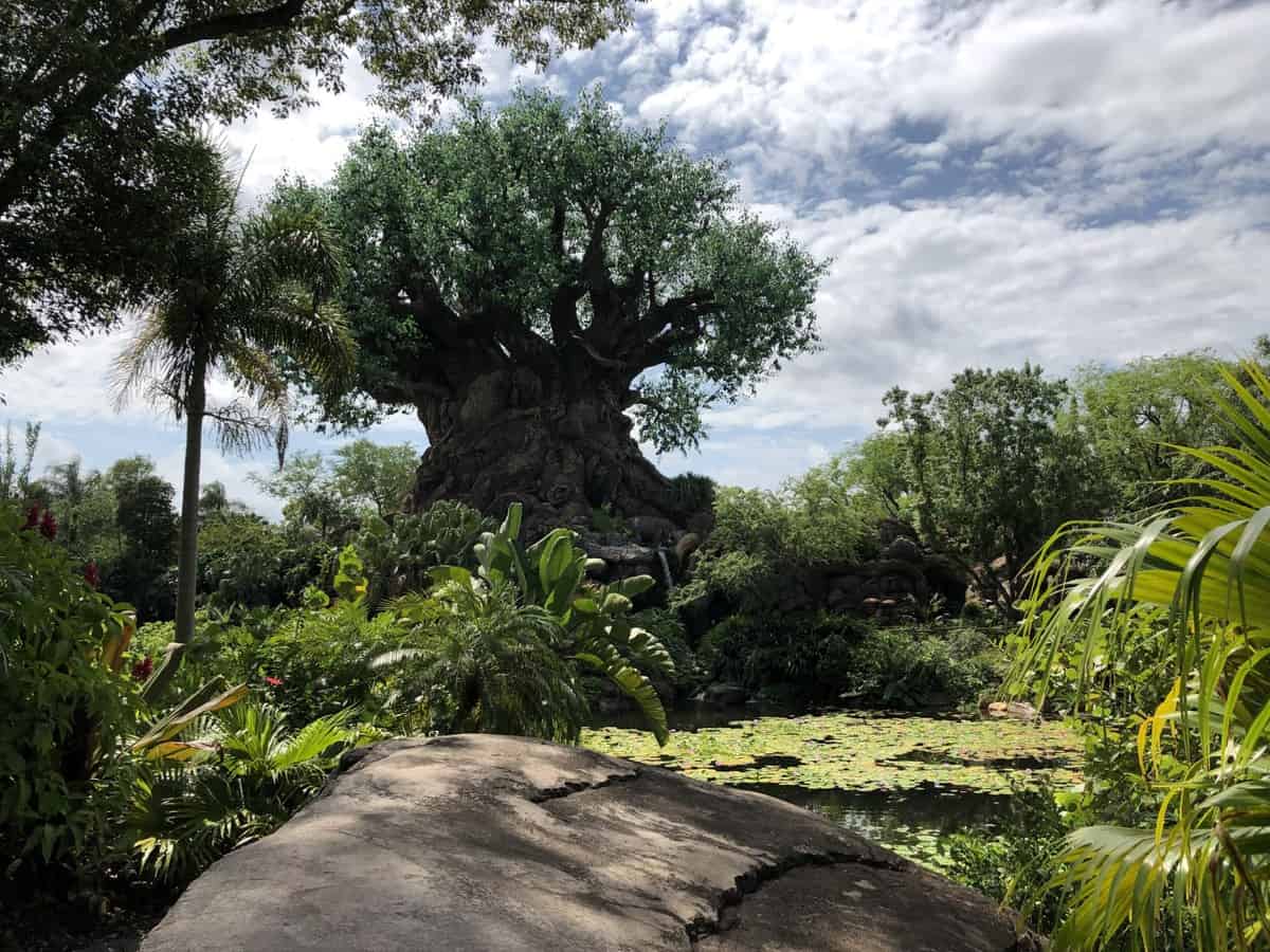 tree-of-life-animal-kingdom
