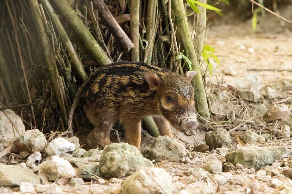 Red River Hog, Disney's Animal Kingdom Lodge
