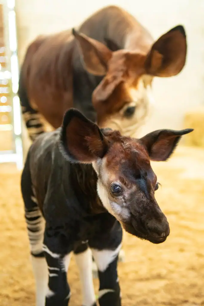 Baby Okapi, Disney's Animal Kingdom Lodge
