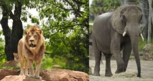 A lion stands majestically on a rocky platform amidst green foliage on the left, while an elephant stands on a sandy surface with greenery in the background to the right. Both animals, reminiscent of scenes from Disney's Animal Kingdom, face forward in a natural outdoor setting.