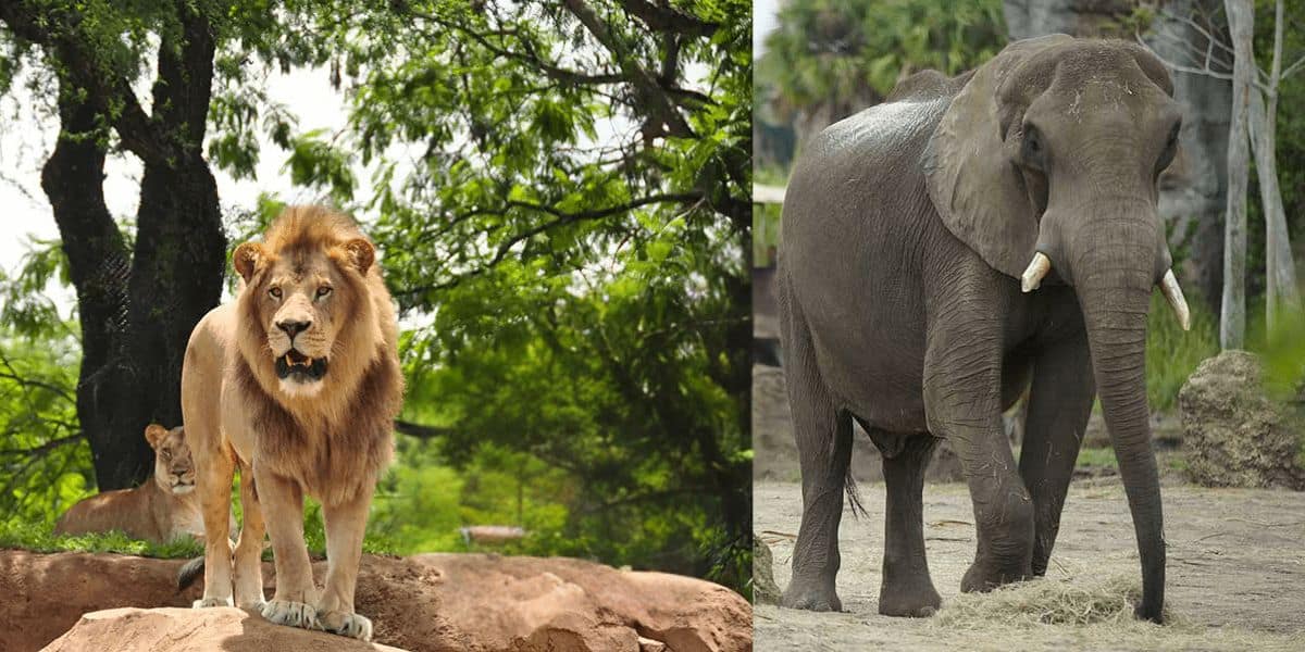 A lion stands majestically on a rocky platform amidst green foliage on the left, while an elephant stands on a sandy surface with greenery in the background to the right. Both animals, reminiscent of scenes from Disney's Animal Kingdom, face forward in a natural outdoor setting.