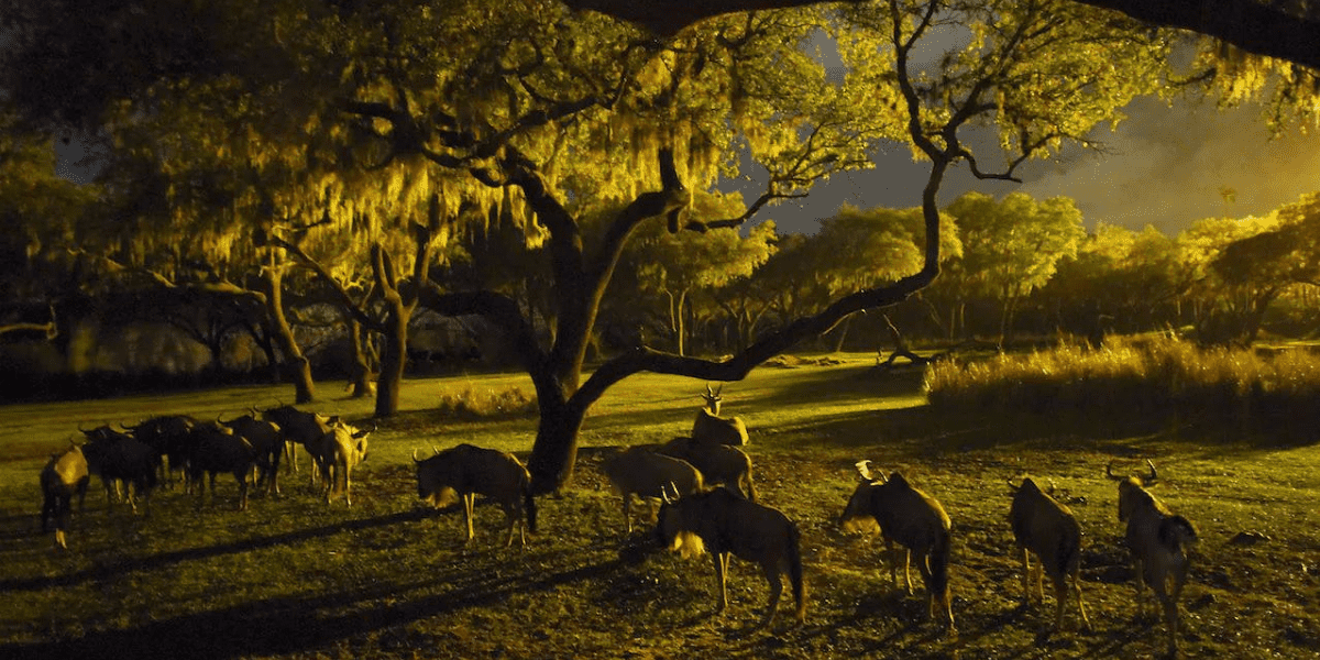 Animals on Kilimanjaro Safaris at Night