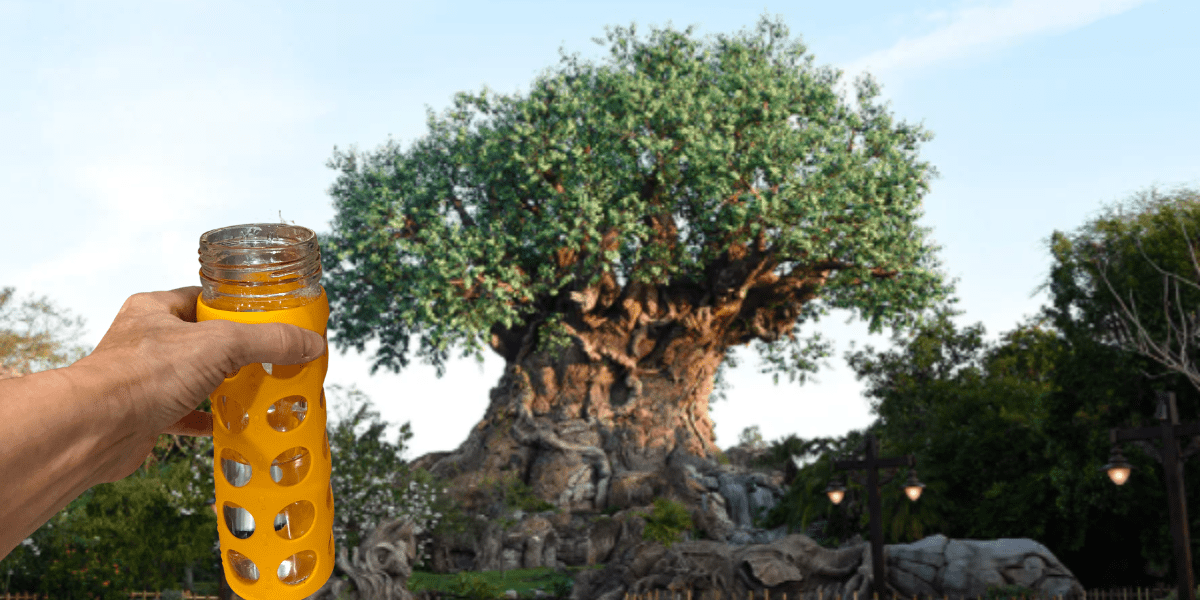 Water bottle at Disney's Animal Kingdom