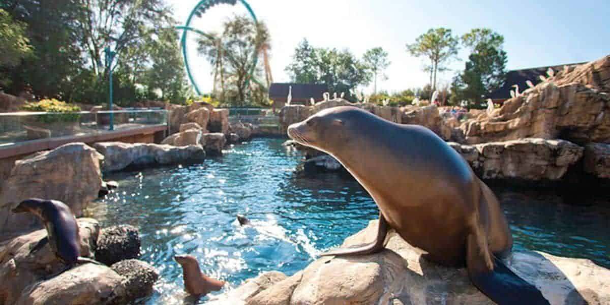 Sea lion on a rock at SeaWorld Orlando