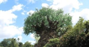 Animal Kingdom Tree of life