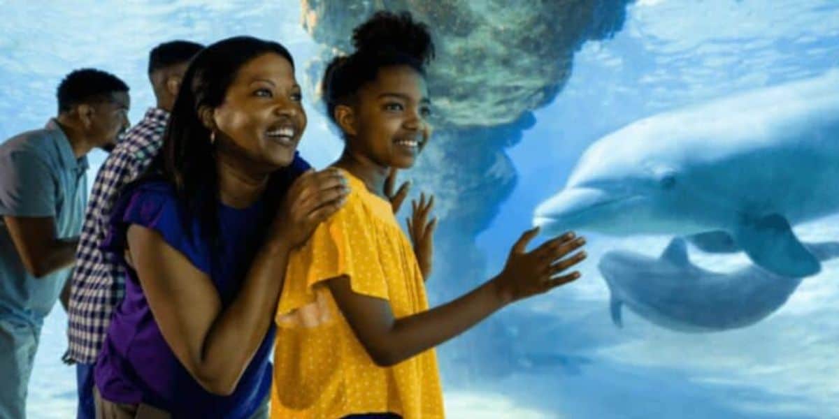 Guests look at dolphins at SeaWorld