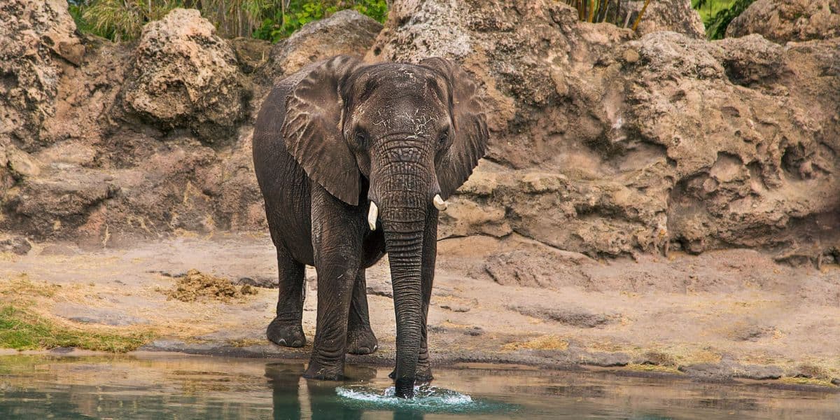 An elephant is standing in a shallow water body, with its trunk partially submerged. The background features rocky terrain and sparse vegetation, reminiscent of the scenes you might encounter on Disney's Kilimanjaro Safaris at Animal Kingdom. The scene suggests a natural habitat environment.