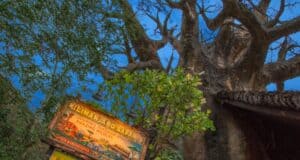 A sign for Kilimanjaro Safaris stands amidst lush foliage, pointing towards a journey through exotic wildlife at Disney's Animal Kingdom. A large baobab tree dominates the background against a clear blue sky, enhancing the adventure's naturalistic ambiance.