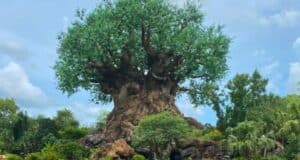 The Tree of Life at Disney's Animal Kingdom Theme Park.