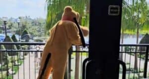 Pluto, one of two Disney characters punched by a child, stands on a balcony to "cool down."