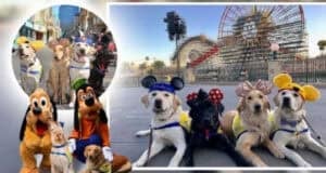 4 Service dog in Disneyland with Pluto and Goffy at this Disney park.