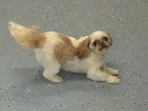 A cheerful dog stretches on a clean floor finished by Duration Concrete Coatings by Duralast, showing energy and playfulness.