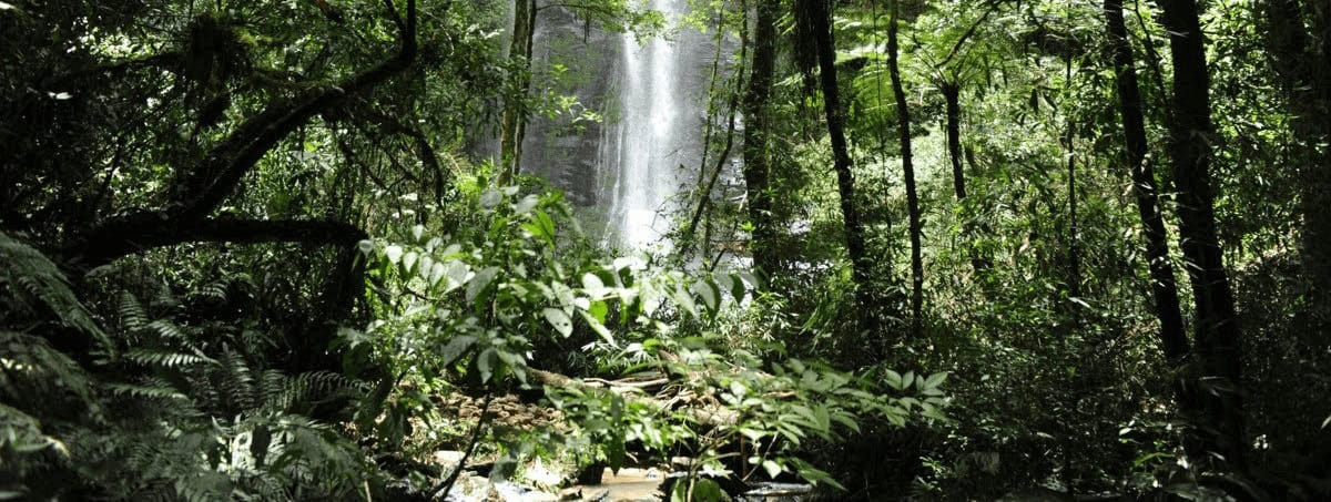 Quando é exigido o Documento de Origem Florestal - DOF
