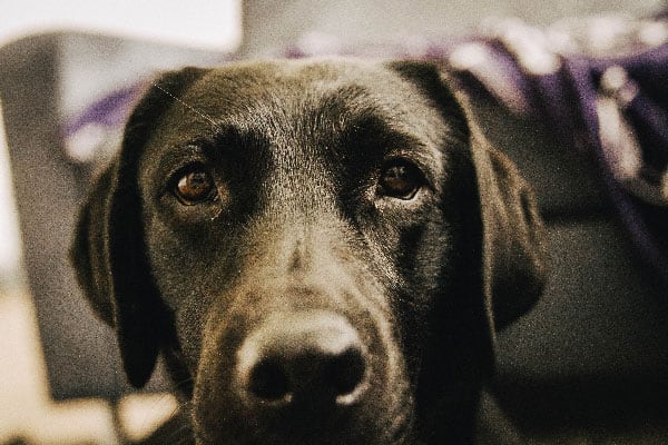flummi-muede-hund-dogblog-flummisdiary