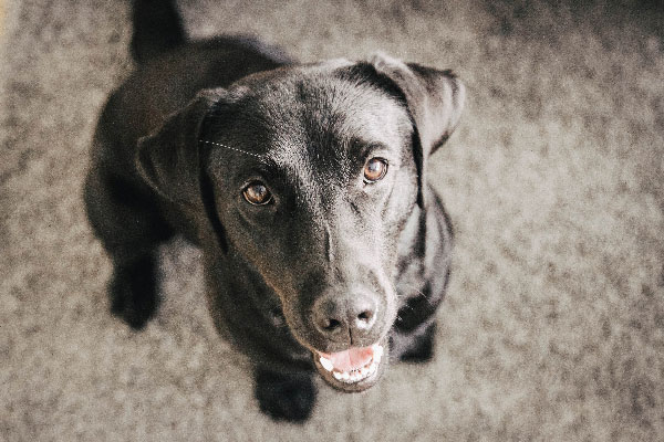 flummisdiary-happy-dog-hund-dogblog