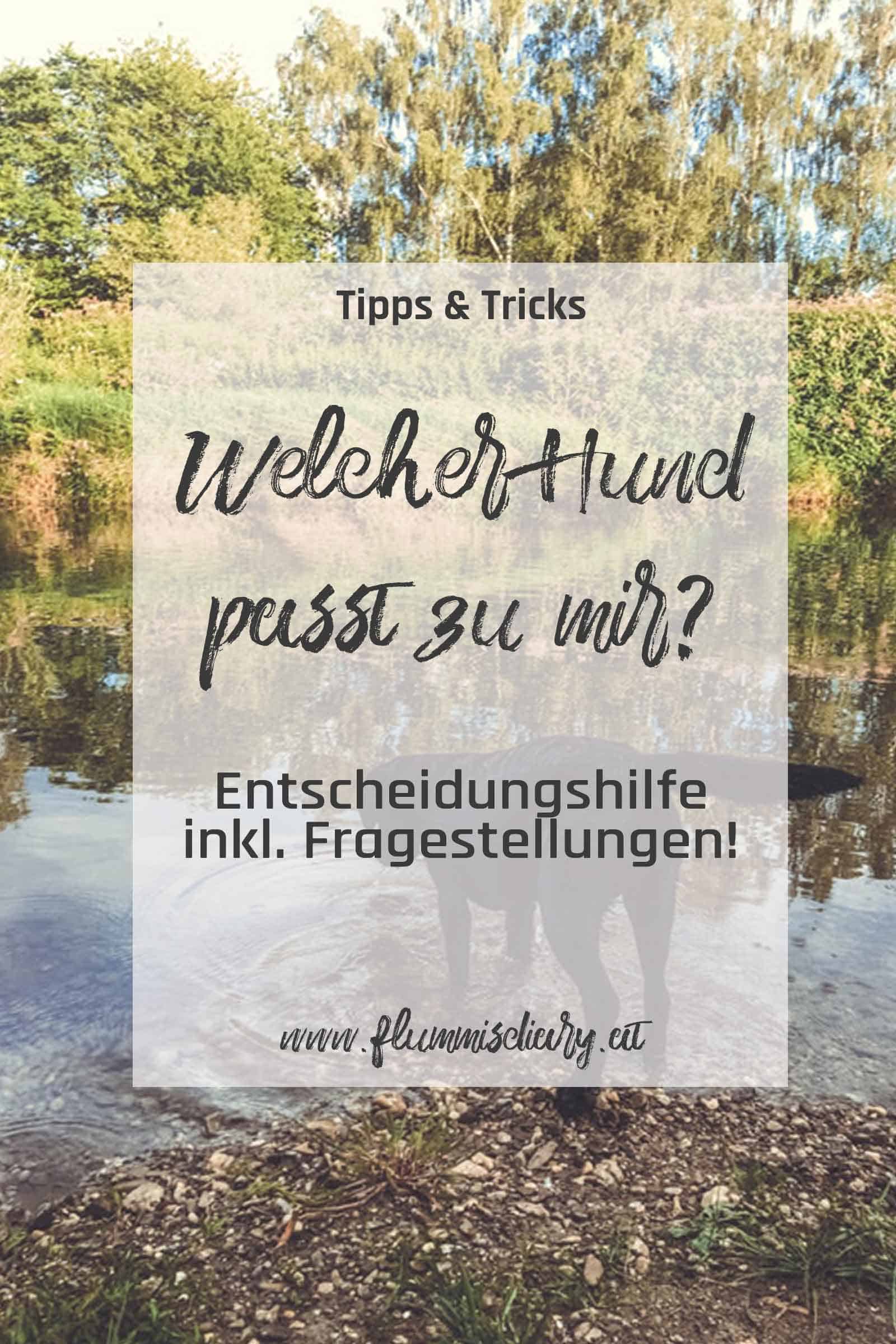welcher-hund-passt-zu-mir-pinterest