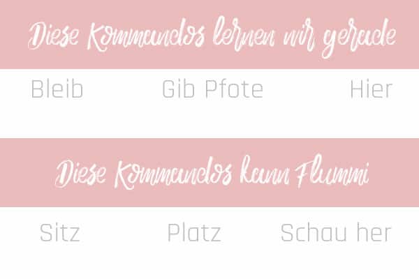 Kommandos-TheAustrianDog-Juli