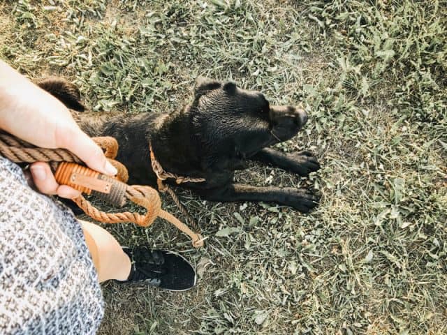flummi-hundeschule-erste-stunde-lernen-hund