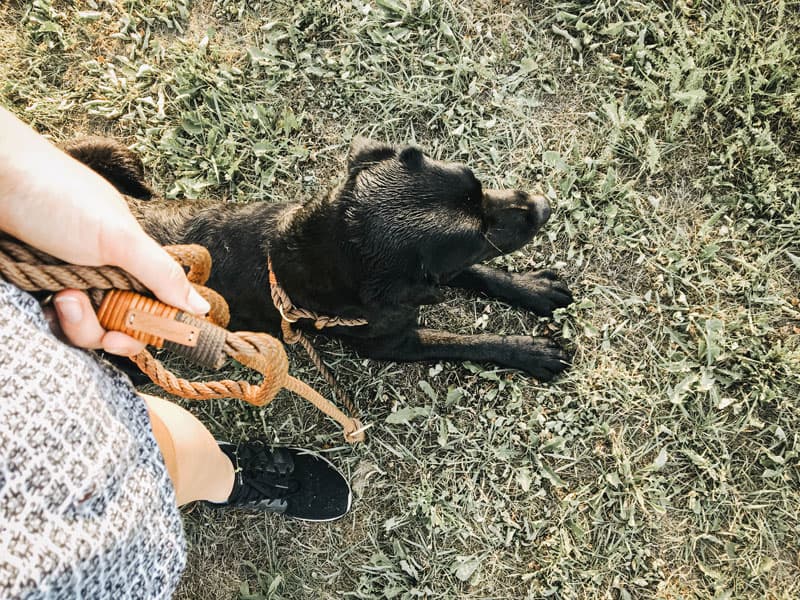 flummi-hundeschule-erste-stunde-lernen-hund