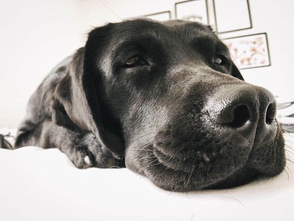 flummi-muede-bett-hund-schlafen