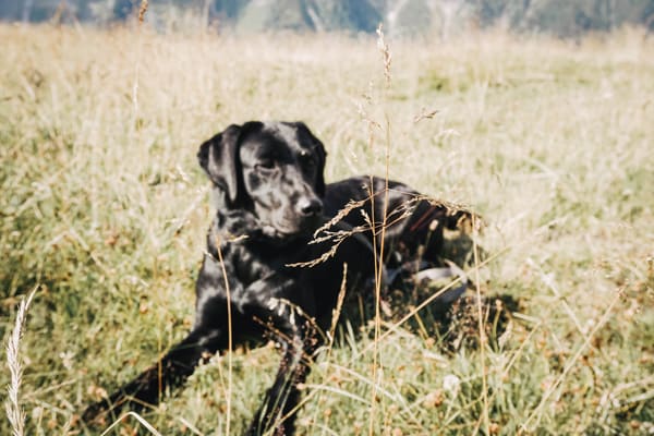 tipps-fuer-das-hundetraining