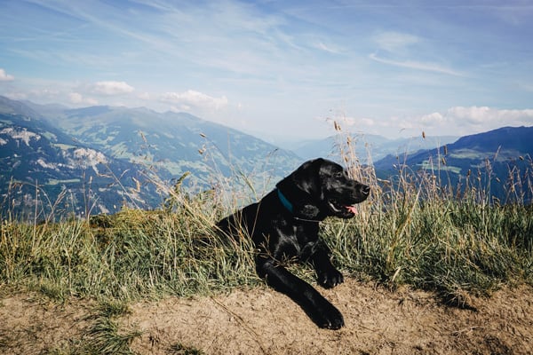 flummi-ist-krank-lifeupdate