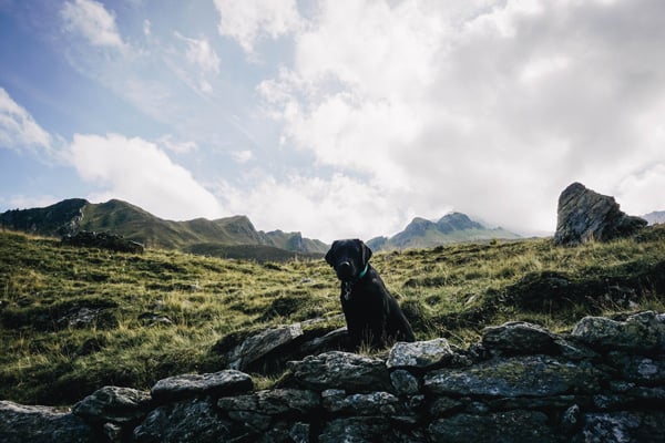 geld-sparen-mit-hund