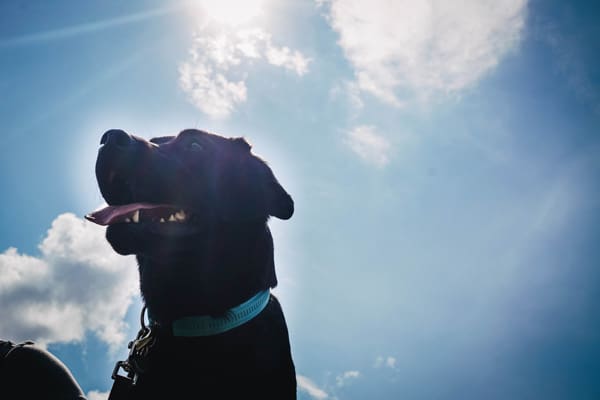 giftige-lebensmittel-für-hunde
