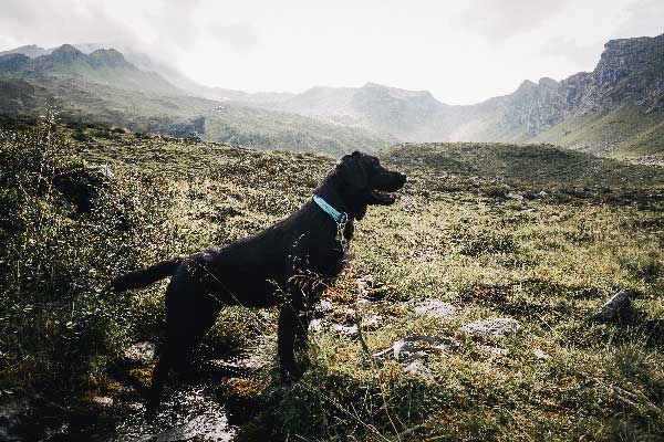flummi-zillertal-mit-hund