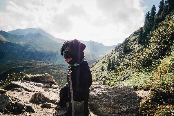 flummisdiary-zillertal-mit-hund